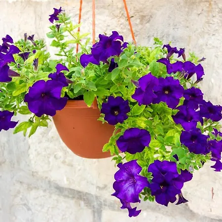 House Marinka Ferienhaus